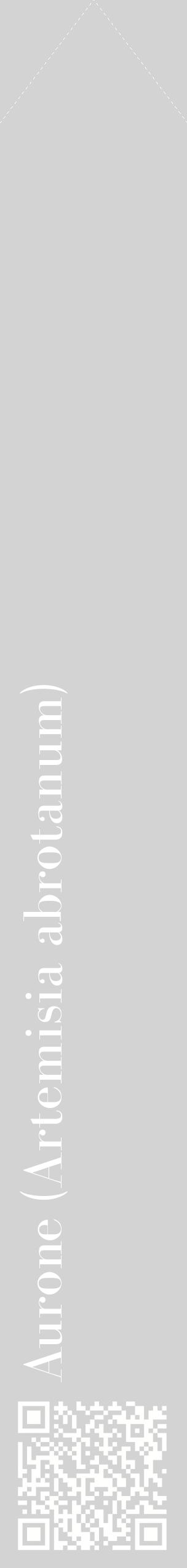 Étiquette de : Artemisia abrotanum - format c - style blanche56_simplebod avec qrcode et comestibilité