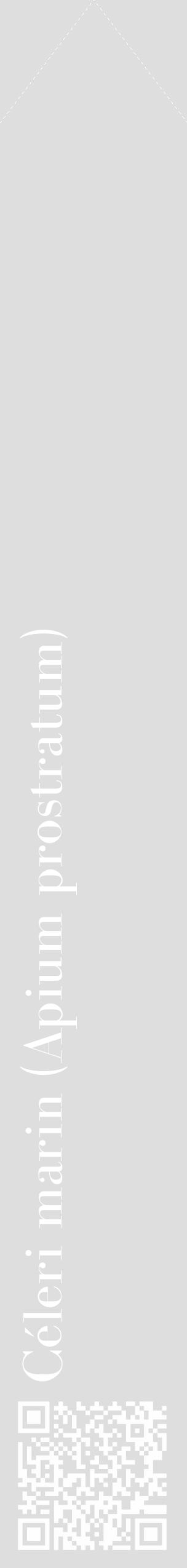 Étiquette de : Apium prostratum - format c - style blanche20_simple_simplebod avec qrcode et comestibilité - position verticale