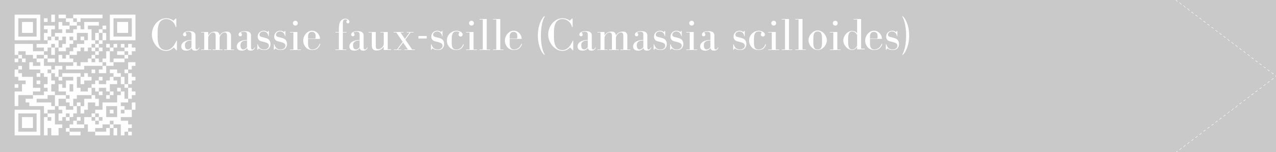 Étiquette de : Camassia scilloides - format c - style blanche54_simple_simplebod avec qrcode et comestibilité