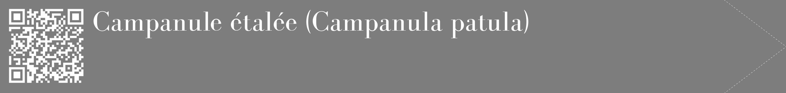 Étiquette de : Campanula patula - format c - style blanche35_simple_simplebod avec qrcode et comestibilité