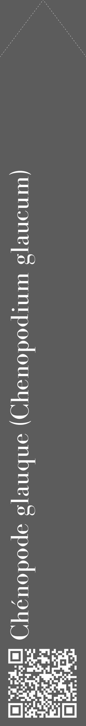 Étiquette de : Chenopodium glaucum - format c - style blanche49_simple_simplebod avec qrcode et comestibilité - position verticale