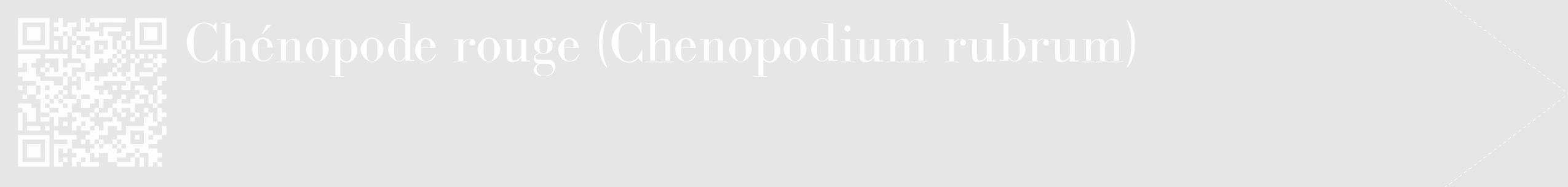 Étiquette de : Chenopodium rubrum - format c - style blanche18_simple_simplebod avec qrcode et comestibilité