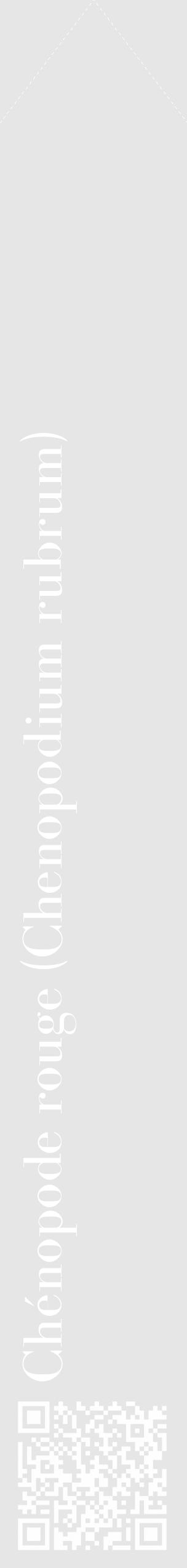 Étiquette de : Chenopodium rubrum - format c - style blanche18_simple_simplebod avec qrcode et comestibilité - position verticale