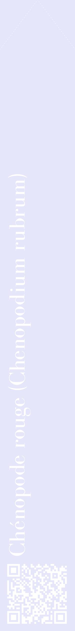 Étiquette de : Chenopodium rubrum - format c - style blanche55_simplebod avec qrcode et comestibilité