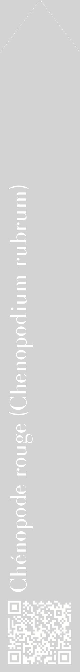 Étiquette de : Chenopodium rubrum - format c - style blanche56_simplebod avec qrcode et comestibilité