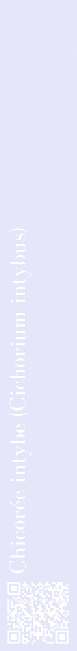 Étiquette de : Cichorium intybus - format c - style blanche55_simplebod avec qrcode et comestibilité