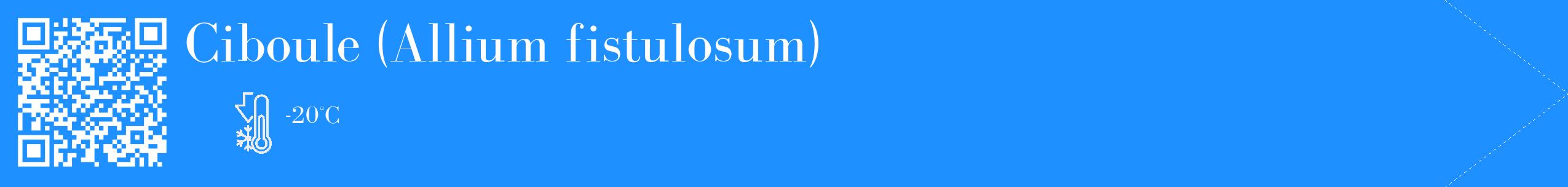 Étiquette de : Allium fistulosum - format c - style blanche3_simple_simplebod avec qrcode et comestibilité