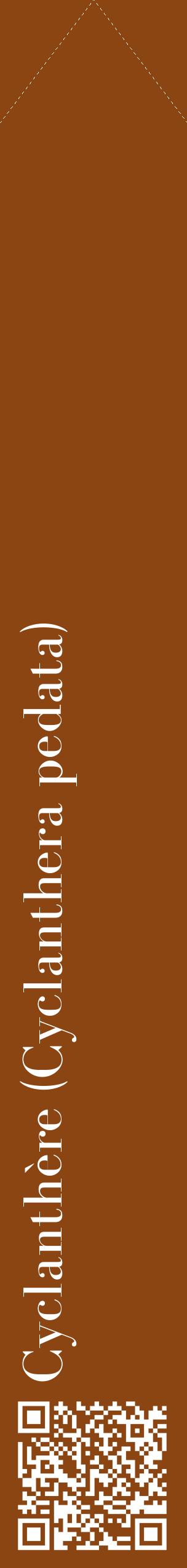 Étiquette de : Cyclanthera pedata - format c - style blanche30_simplebod avec qrcode et comestibilité