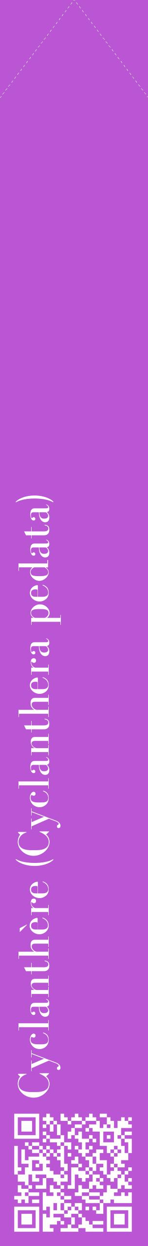 Étiquette de : Cyclanthera pedata - format c - style blanche50_simplebod avec qrcode et comestibilité