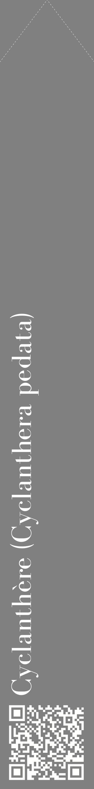 Étiquette de : Cyclanthera pedata - format c - style blanche57_simplebod avec qrcode et comestibilité