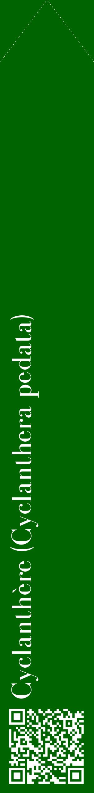 Étiquette de : Cyclanthera pedata - format c - style blanche8_simplebod avec qrcode et comestibilité