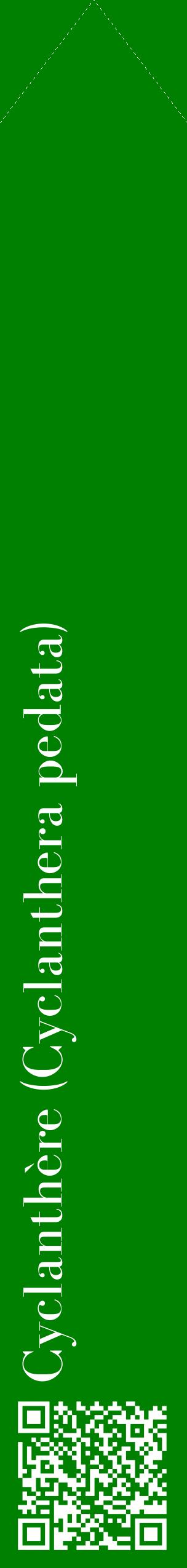 Étiquette de : Cyclanthera pedata - format c - style blanche9_simplebod avec qrcode et comestibilité