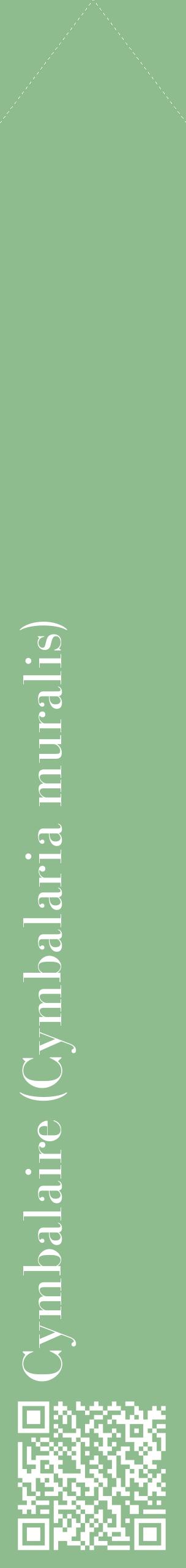 Étiquette de : Cymbalaria muralis - format c - style blanche13_simplebod avec qrcode et comestibilité
