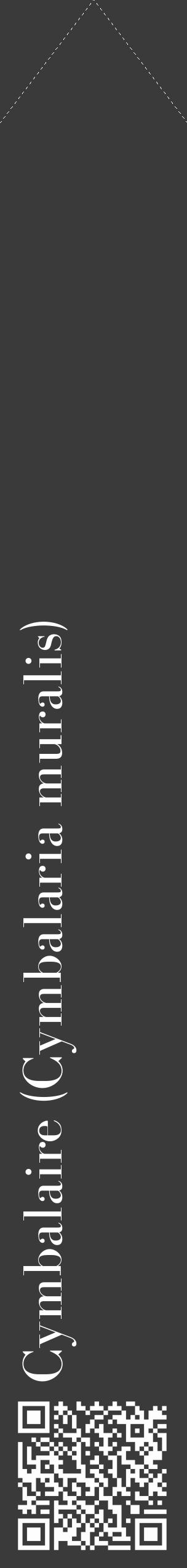 Étiquette de : Cymbalaria muralis - format c - style blanche8_simple_simplebod avec qrcode et comestibilité - position verticale
