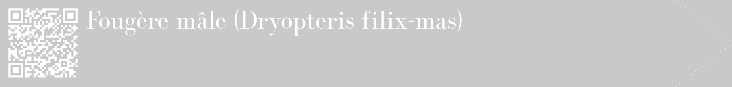 Étiquette de : Dryopteris filix-mas - format c - style blanche54_simple_simplebod avec qrcode et comestibilité