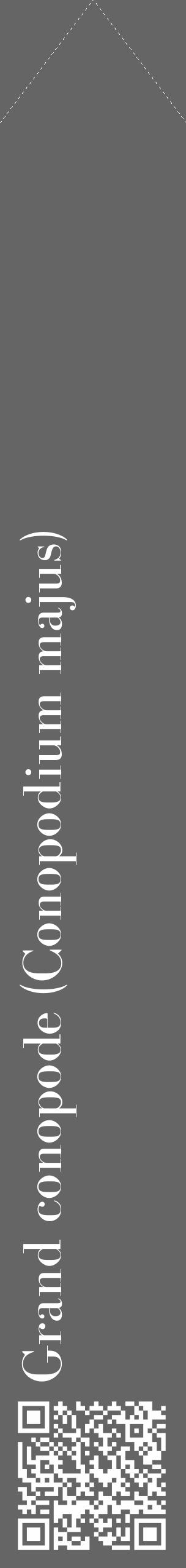 Étiquette de : Conopodium majus - format c - style blanche32_simple_simplebod avec qrcode et comestibilité - position verticale