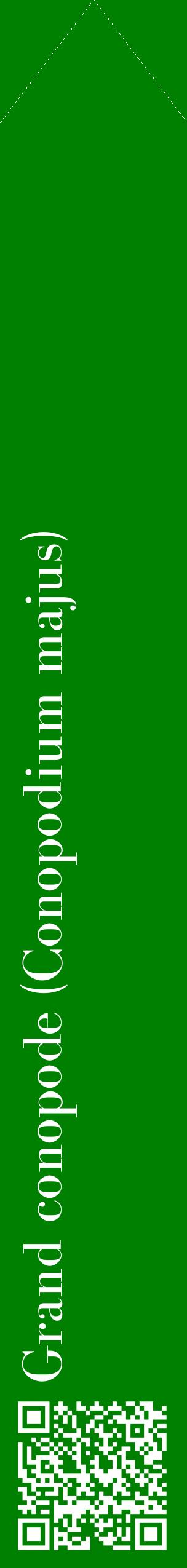 Étiquette de : Conopodium majus - format c - style blanche9_simplebod avec qrcode et comestibilité