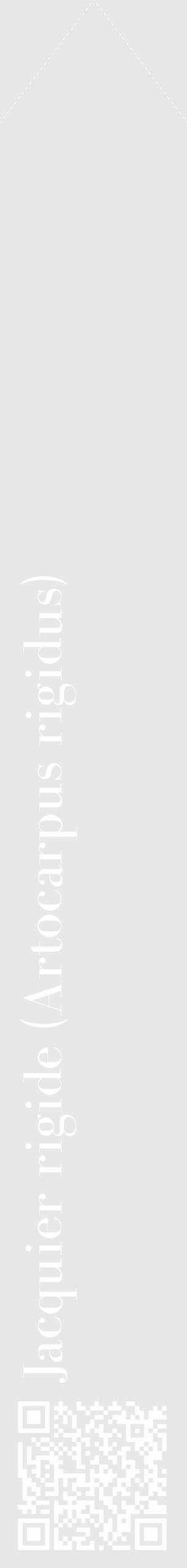 Étiquette de : Artocarpus rigidus - format c - style blanche55_simple_simplebod avec qrcode et comestibilité - position verticale