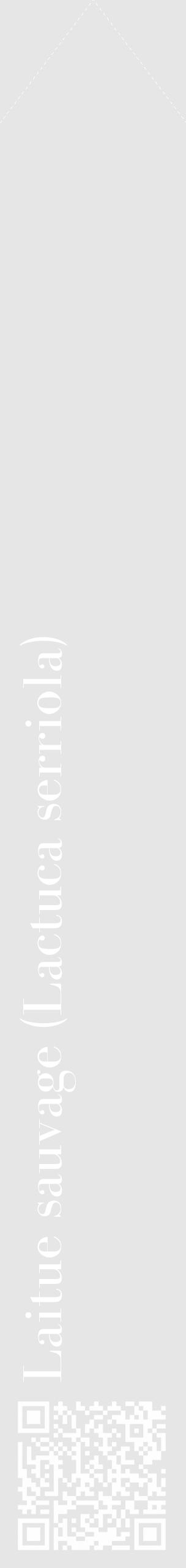 Étiquette de : Lactuca serriola - format c - style blanche18_simple_simplebod avec qrcode et comestibilité - position verticale