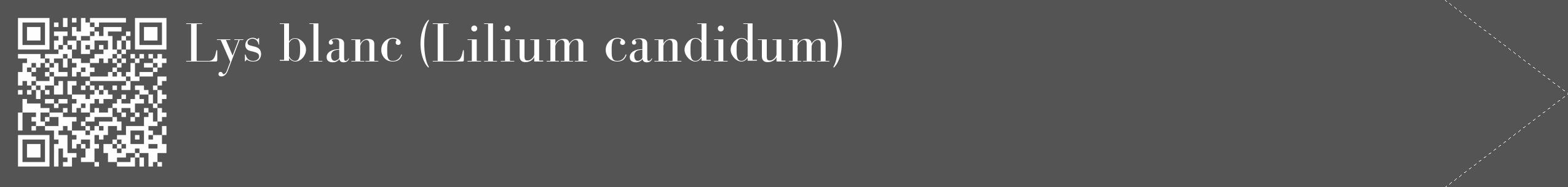 Étiquette de : Lilium candidum - format c - style blanche36_simple_simplebod avec qrcode et comestibilité