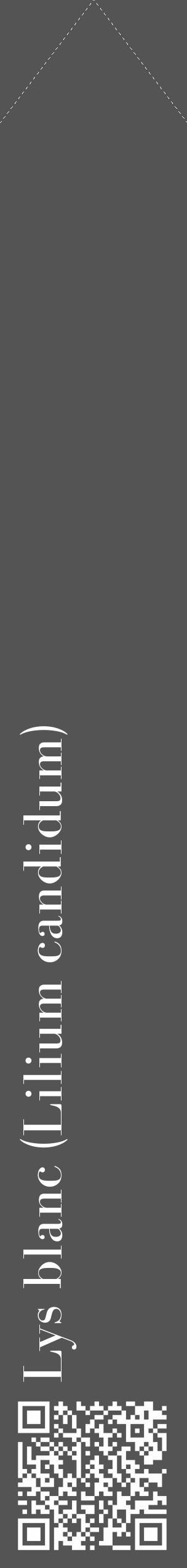 Étiquette de : Lilium candidum - format c - style blanche36_simple_simplebod avec qrcode et comestibilité - position verticale