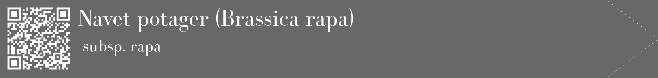 Étiquette de : Brassica rapa subsp. rapa - format c - style blanche6_simple_simplebod avec qrcode et comestibilité