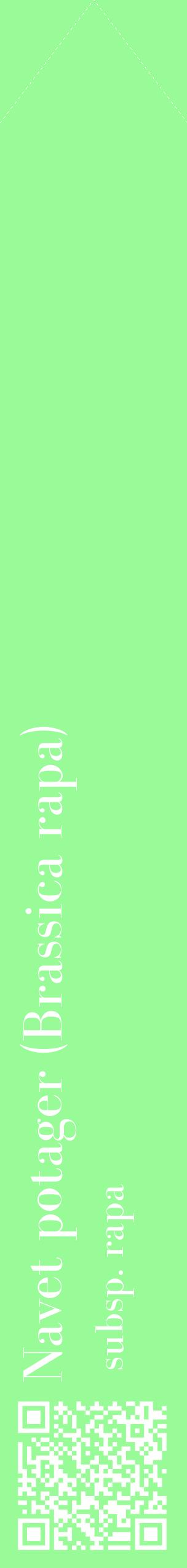 Étiquette de : Brassica rapa subsp. rapa - format c - style blanche14_simplebod avec qrcode et comestibilité