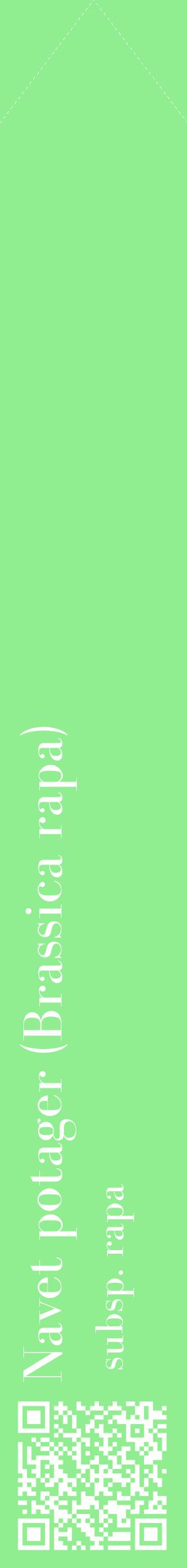 Étiquette de : Brassica rapa subsp. rapa - format c - style blanche15_simplebod avec qrcode et comestibilité