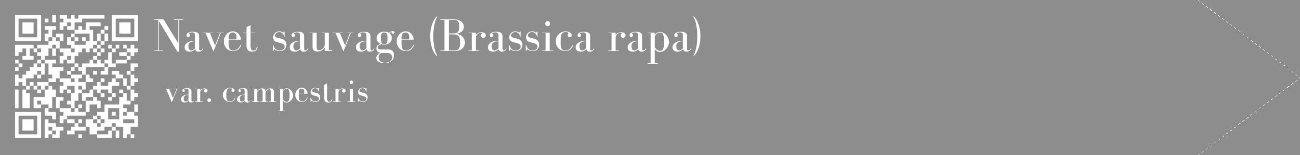 Étiquette de : Brassica rapa var. campestris - format c - style blanche2_simple_simplebod avec qrcode et comestibilité
