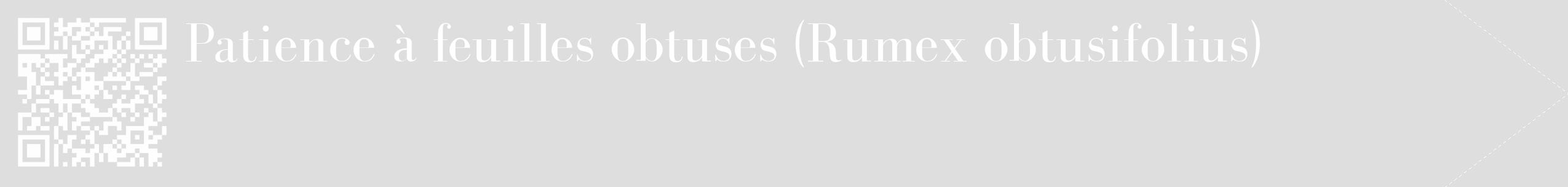 Étiquette de : Rumex obtusifolius - format c - style blanche20_simple_simplebod avec qrcode et comestibilité