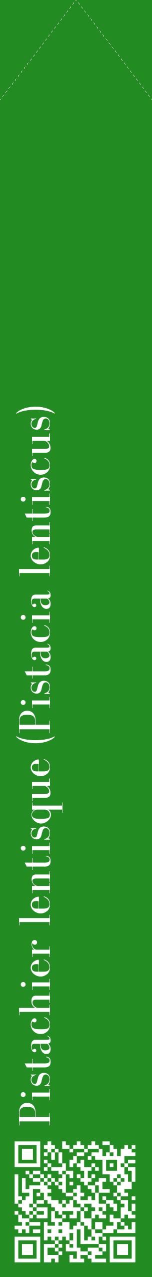 Étiquette de : Pistacia lentiscus - format c - style blanche10_simplebod avec qrcode et comestibilité
