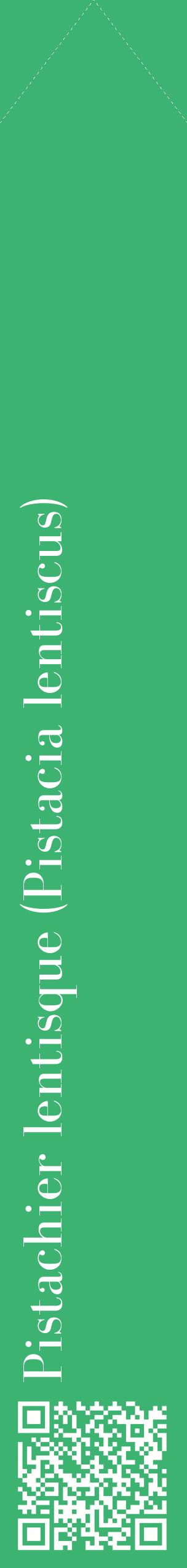 Étiquette de : Pistacia lentiscus - format c - style blanche12_simplebod avec qrcode et comestibilité