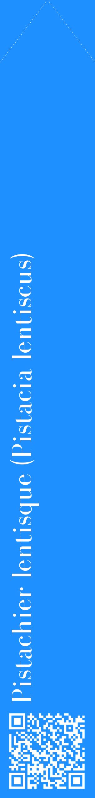 Étiquette de : Pistacia lentiscus - format c - style blanche3_simplebod avec qrcode et comestibilité