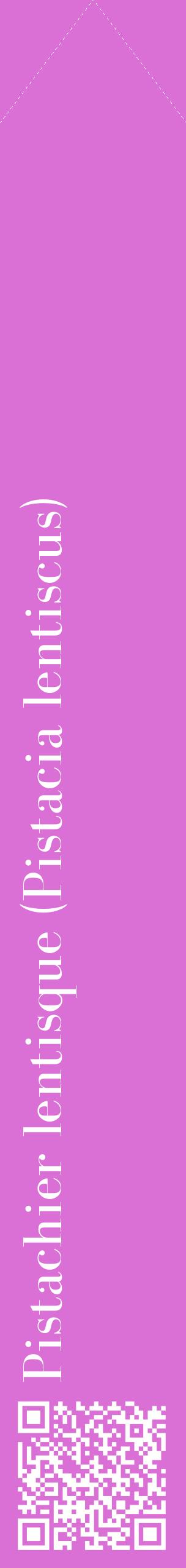 Étiquette de : Pistacia lentiscus - format c - style blanche52_simplebod avec qrcode et comestibilité