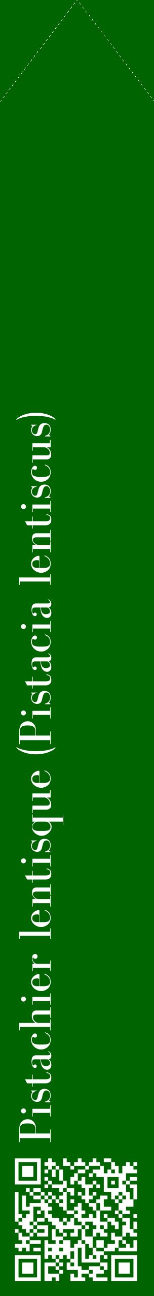 Étiquette de : Pistacia lentiscus - format c - style blanche8_simplebod avec qrcode et comestibilité