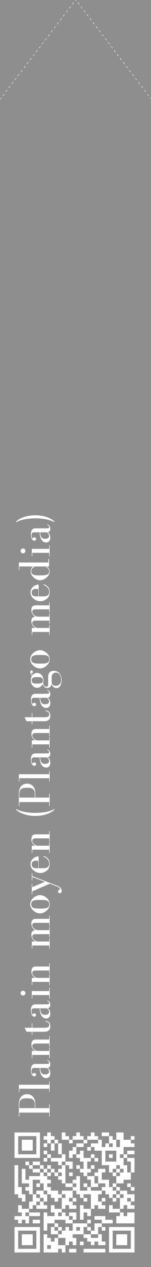 Étiquette de : Plantago media - format c - style blanche25_simple_simplebod avec qrcode et comestibilité - position verticale