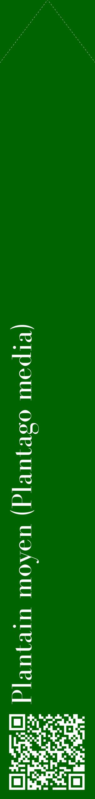 Étiquette de : Plantago media - format c - style blanche8_simplebod avec qrcode et comestibilité