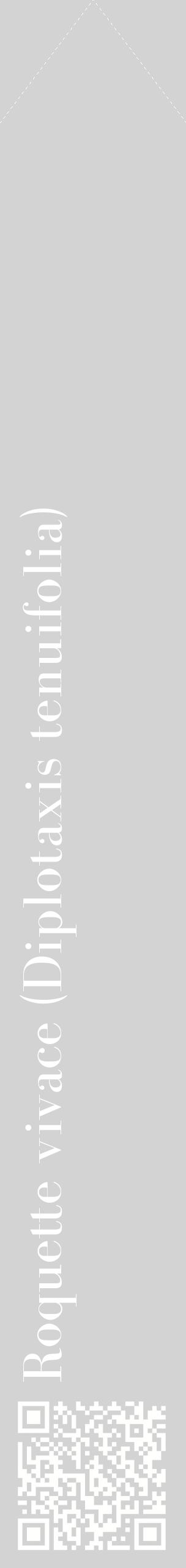 Étiquette de : Diplotaxis tenuifolia - format c - style blanche56_simplebod avec qrcode et comestibilité