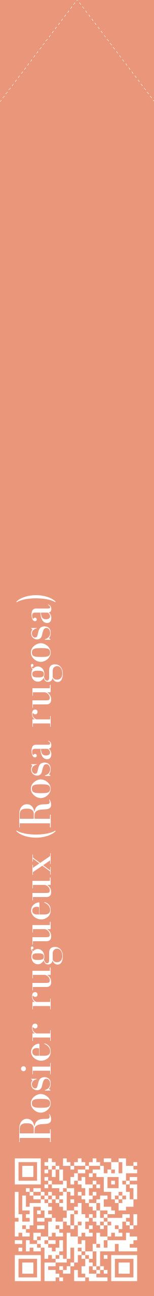Étiquette de : Rosa rugosa - format c - style blanche37_simplebod avec qrcode et comestibilité