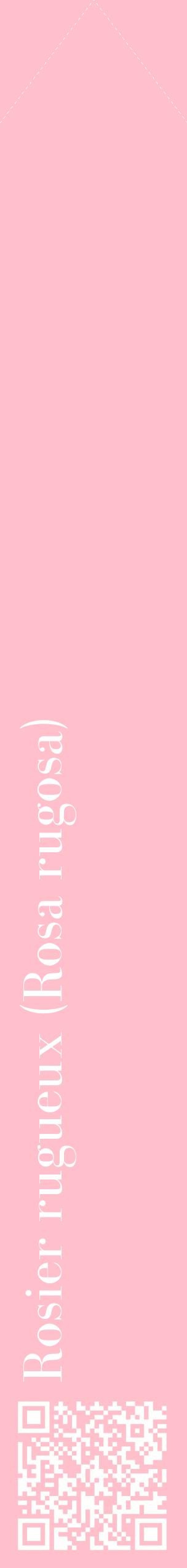 Étiquette de : Rosa rugosa - format c - style blanche40_simplebod avec qrcode et comestibilité