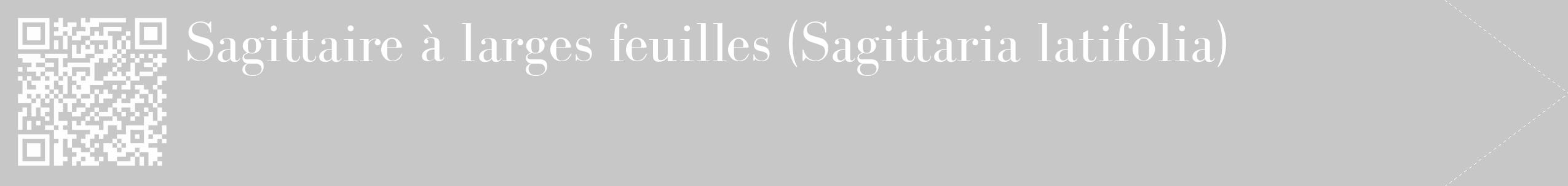 Étiquette de : Sagittaria latifolia - format c - style blanche15_simple_simplebod avec qrcode et comestibilité