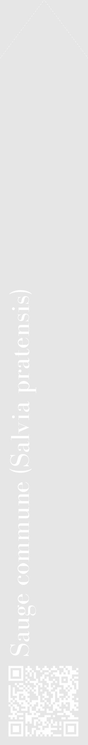 Étiquette de : Salvia pratensis - format c - style blanche18_simple_simplebod avec qrcode et comestibilité - position verticale