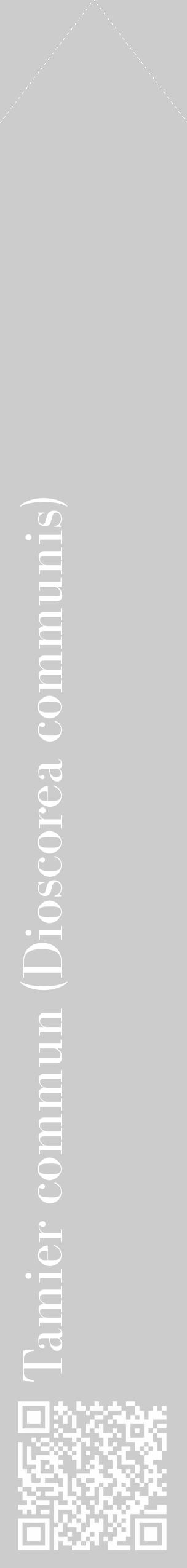 Étiquette de : Dioscorea communis - format c - style blanche0_simple_simplebod avec qrcode et comestibilité - position verticale