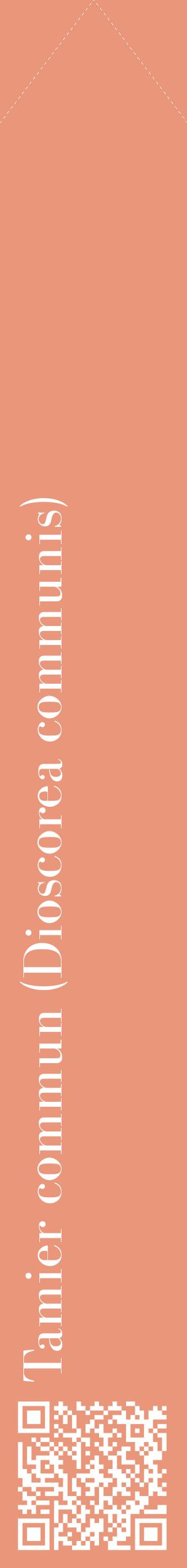 Étiquette de : Dioscorea communis - format c - style blanche37_simplebod avec qrcode et comestibilité