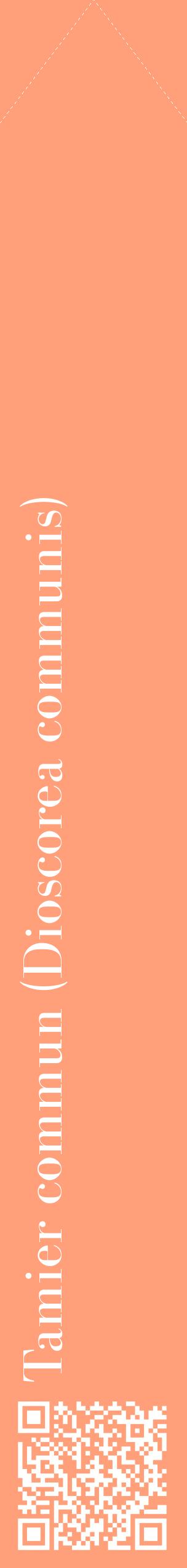 Étiquette de : Dioscorea communis - format c - style blanche39_simplebod avec qrcode et comestibilité