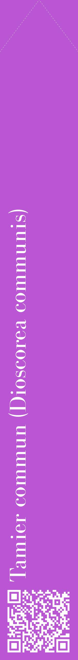 Étiquette de : Dioscorea communis - format c - style blanche50_simplebod avec qrcode et comestibilité