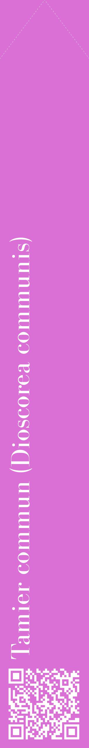 Étiquette de : Dioscorea communis - format c - style blanche52_simplebod avec qrcode et comestibilité