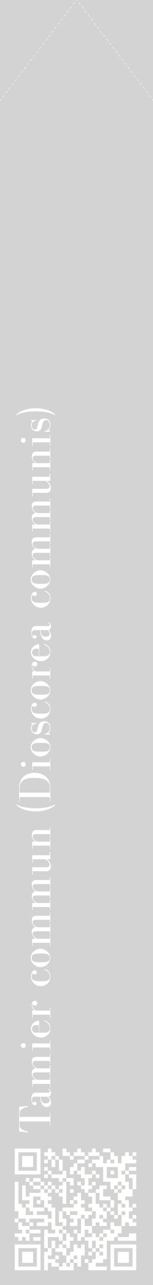 Étiquette de : Dioscorea communis - format c - style blanche56_simplebod avec qrcode et comestibilité