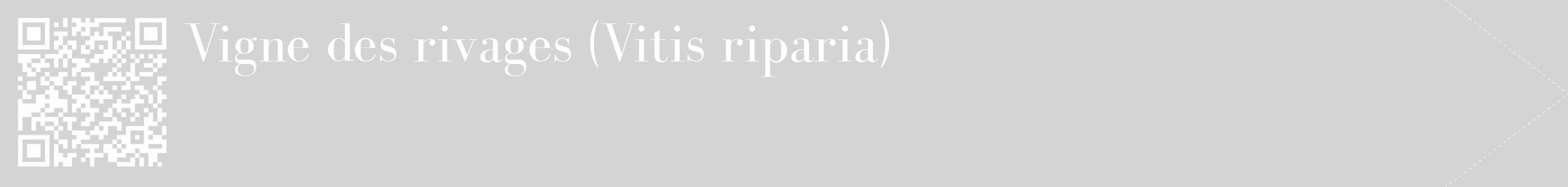 Étiquette de : Vitis riparia - format c - style blanche40_simple_simplebod avec qrcode et comestibilité