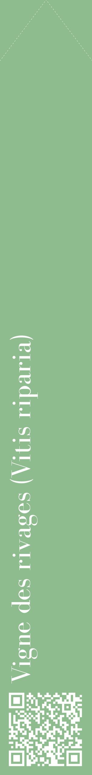 Étiquette de : Vitis riparia - format c - style blanche13_simplebod avec qrcode et comestibilité